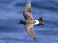 Black-bellied-storm-petrel
